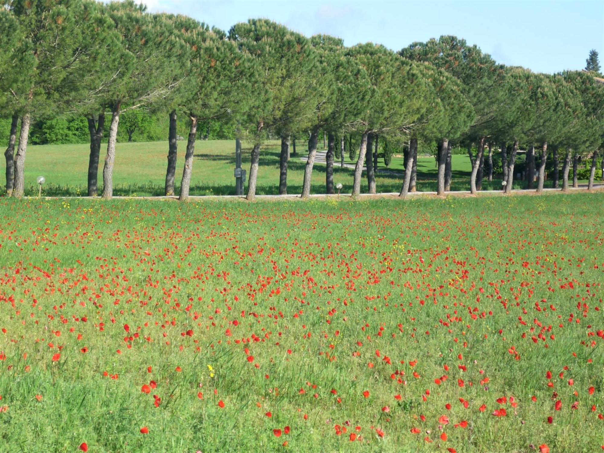 Fattoria Agriturismo Nerbona Villa Casole dʼElsa Eksteriør billede