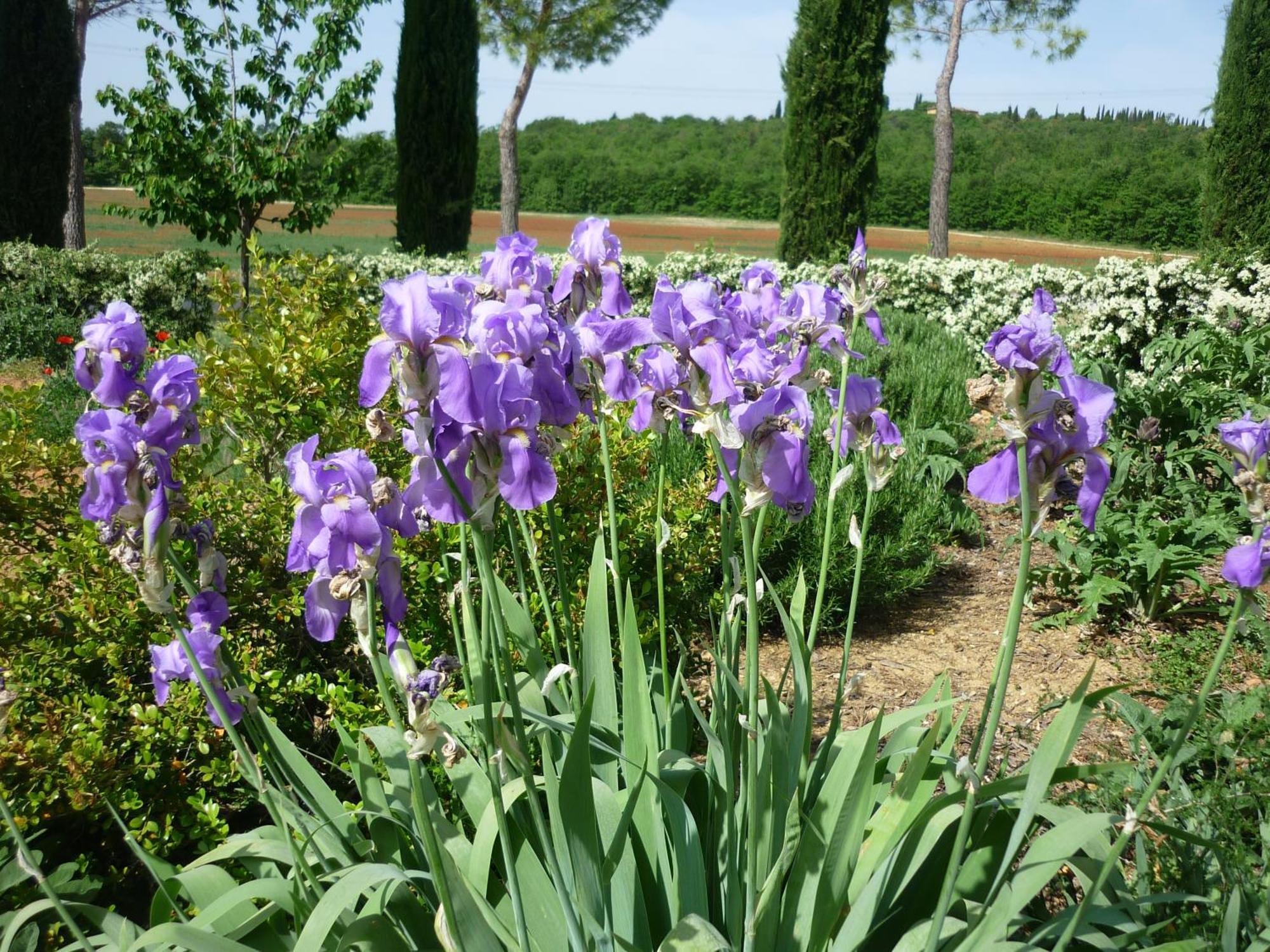 Fattoria Agriturismo Nerbona Villa Casole dʼElsa Eksteriør billede