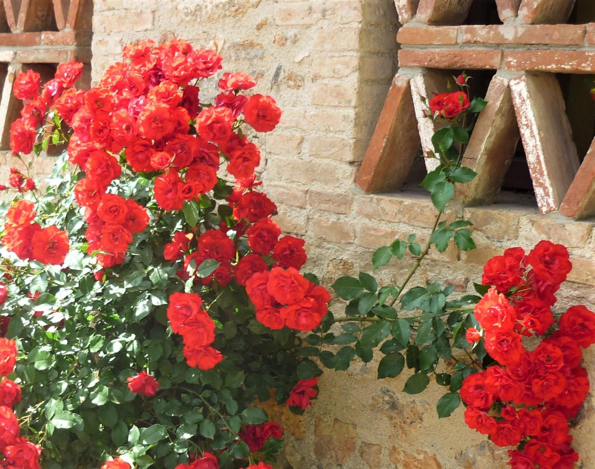 Fattoria Agriturismo Nerbona Villa Casole dʼElsa Eksteriør billede