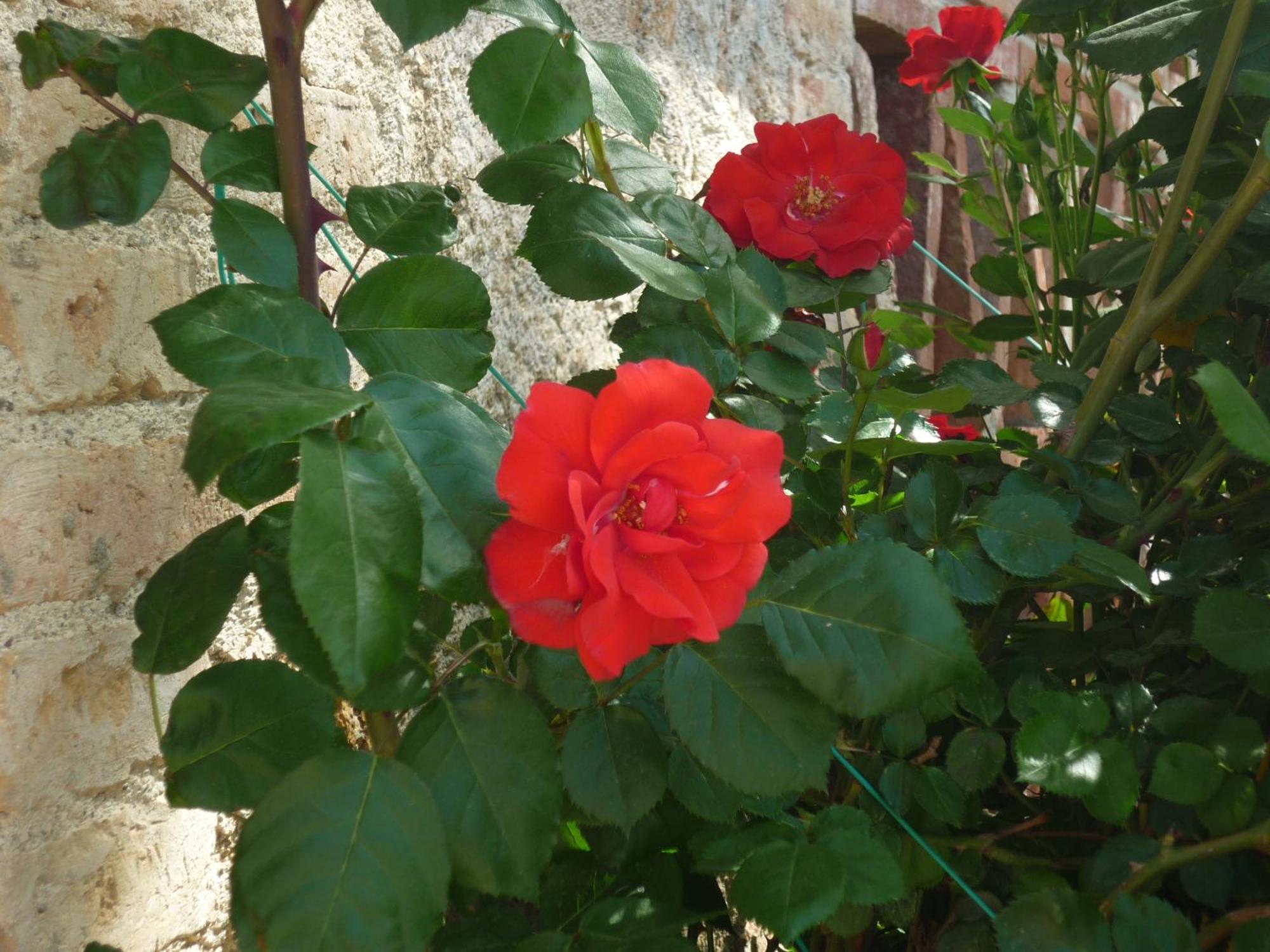 Fattoria Agriturismo Nerbona Villa Casole dʼElsa Eksteriør billede